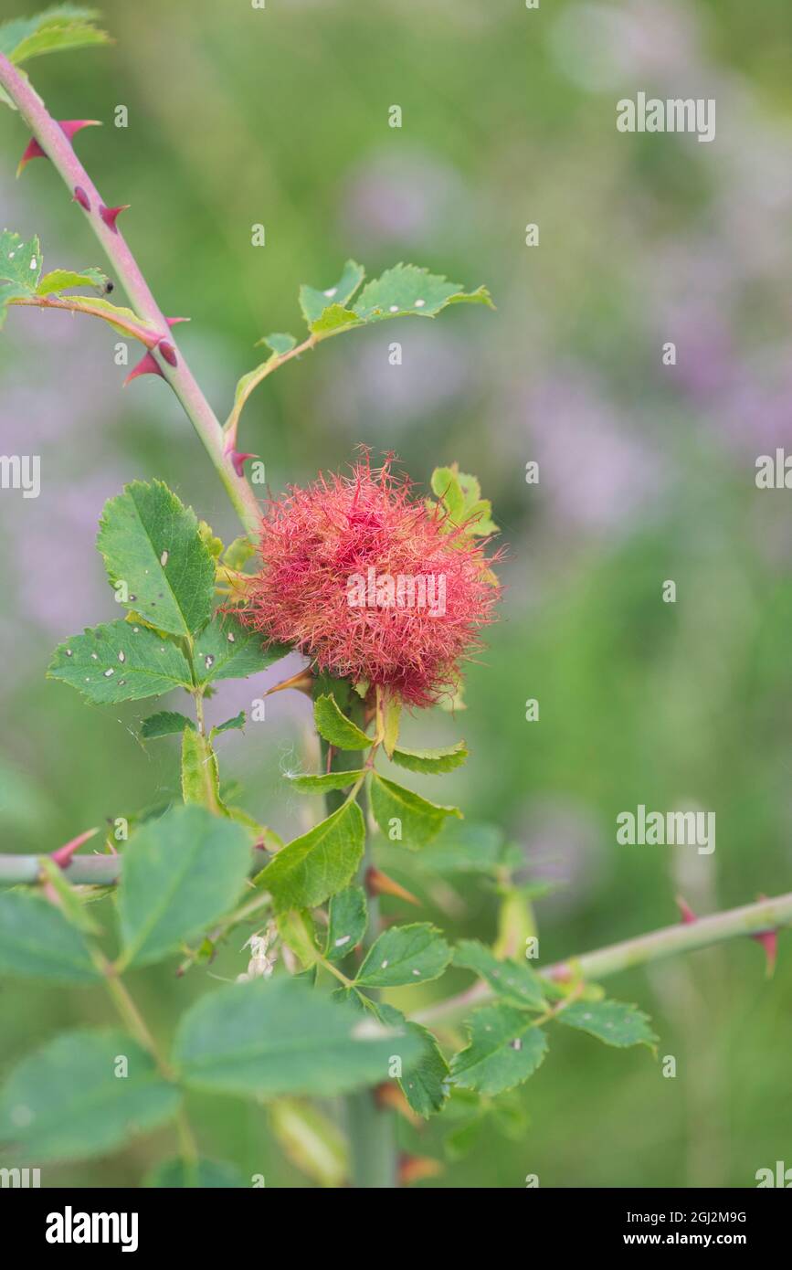 La vésicule de nivelage ou la vésicule de bédéguar est produite sur des roses de chien en été par les larves de la morve de la vésicule de nivelage (Diplolepis rosae) Banque D'Images