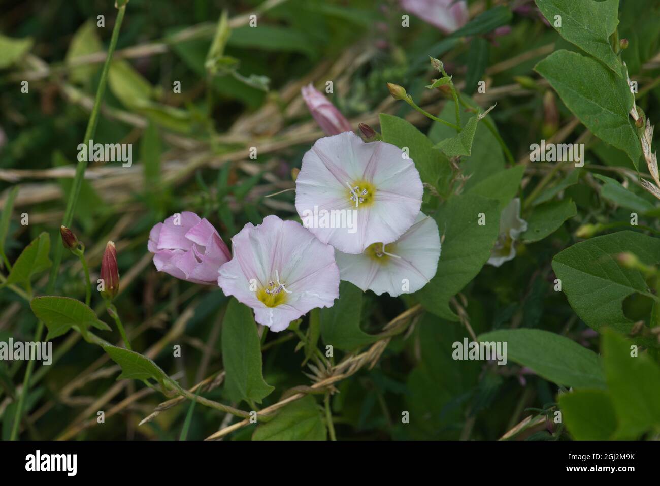 Fleurs de bindweed (Convolvulus arvensis) Banque D'Images
