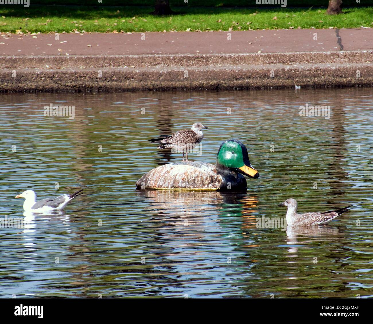 Glasgow, Écosse, Royaume-Uni, 8 septembre 2021. Météo au Royaume-Uni : le temps ensoleillé au-dessus de la ville comme la promesse d'un jour tropical se matérialise dans le nord-ouest de la métropole. Le PARC KNIGHTSWOOD A VU les mouettes de canard ornementales locales comme il est là pour décourager l'alimentation des oiseaux. Crédit : Gerard Ferry/Alay Live News Banque D'Images