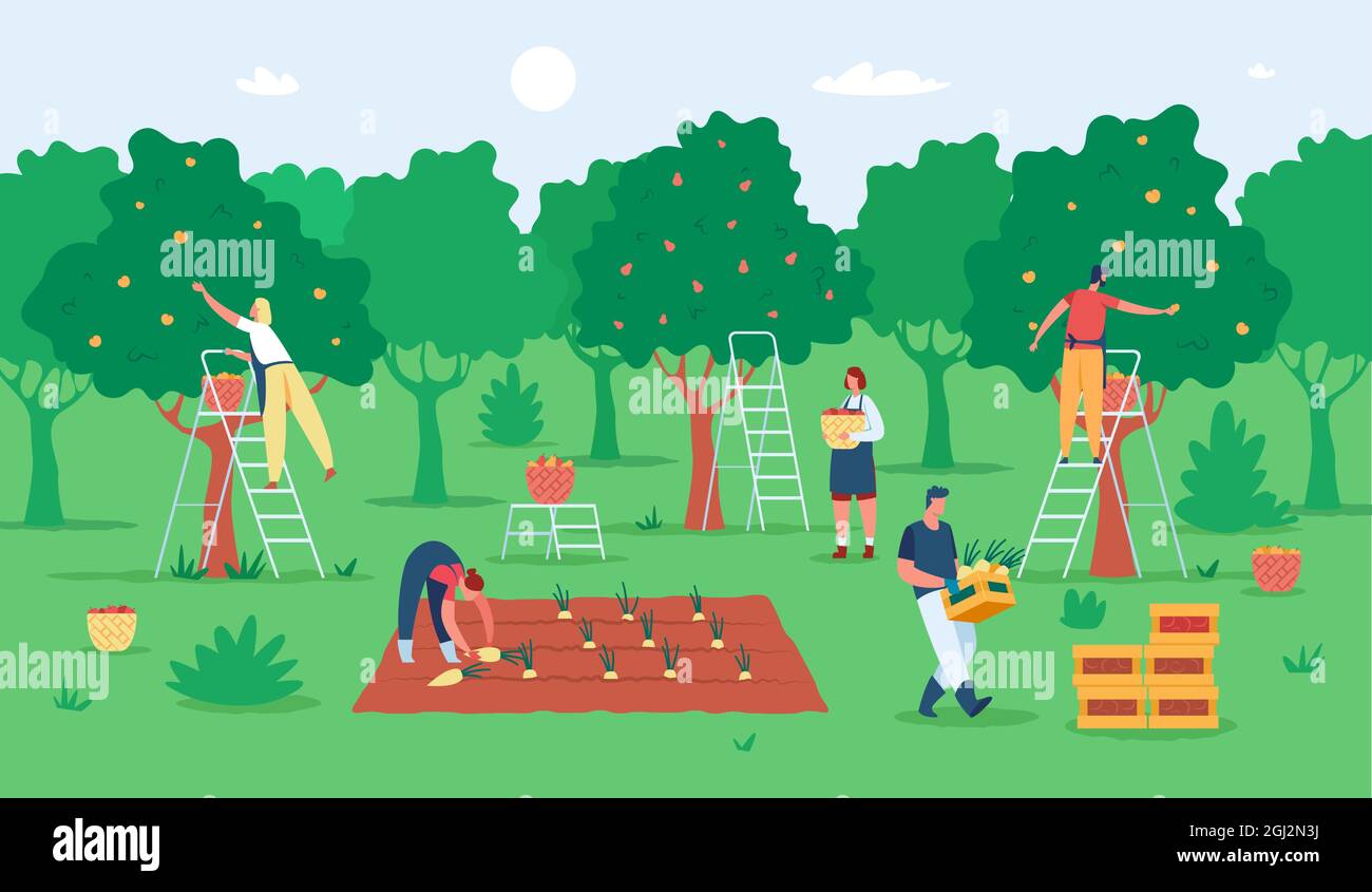 Les gens récoltant des fruits, les agriculteurs récoltant des pommes dans le jardin. Ouvriers agricoles cueillant des fruits d'arbres. Illustration du vecteur de la saison de récolte. Les hommes et les femmes cueillant des poires dans des paniers sur des échelles Illustration de Vecteur