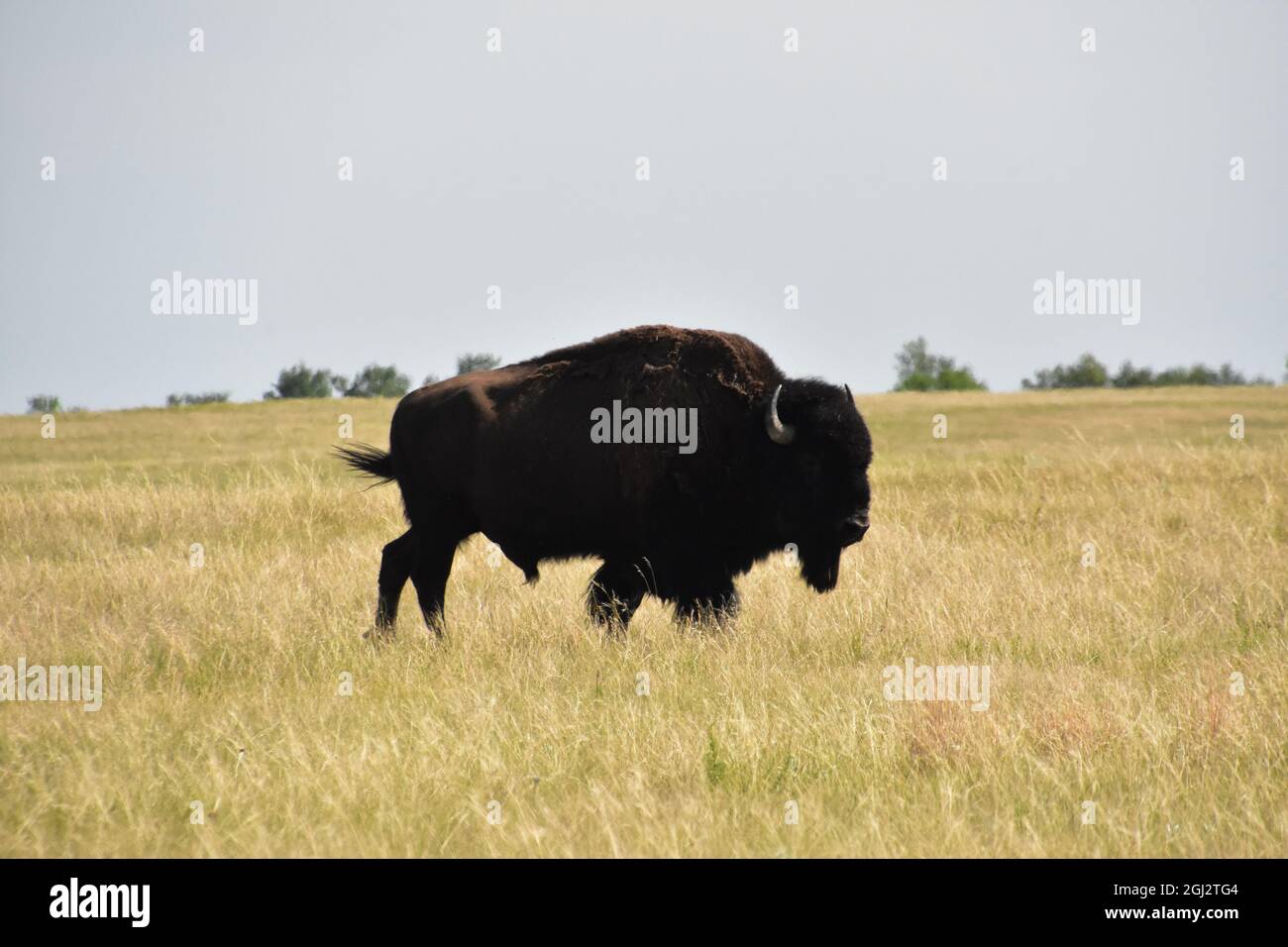 Gros taureau de bison traversant les plaines à la recherche d'un compagnon. Banque D'Images