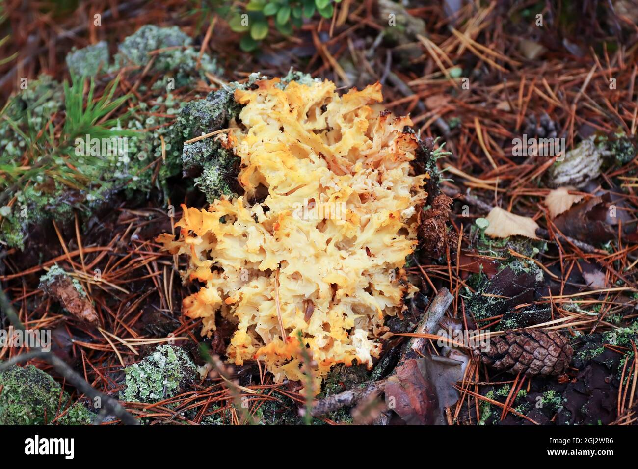 Sparassis crispa parfois appelé champignon du chou-fleur - délicieux champignon comestible Banque D'Images
