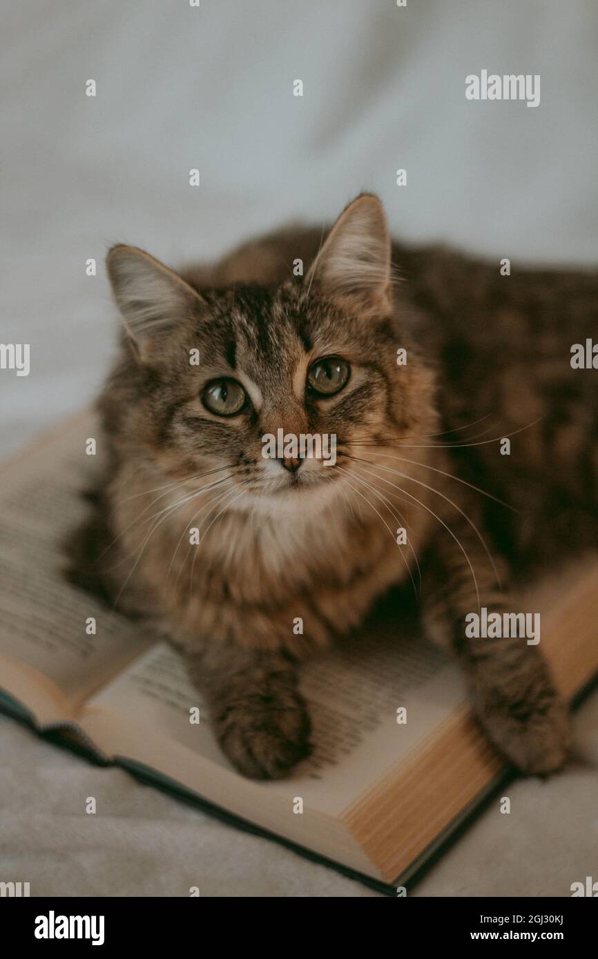 Taby Cat dans un livre ouvert Banque D'Images