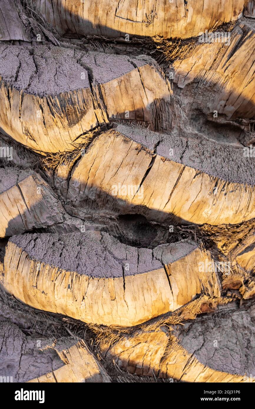 Vue en gros plan détaillée de la texture du coffre du palmier illuminée par les lumières. Banque D'Images