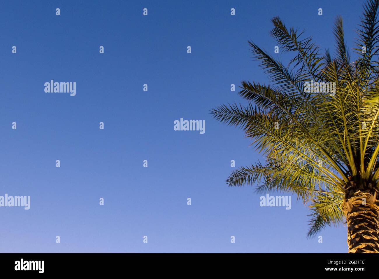 Arrière-plan avec palmier lumineux sur la droite dans un ciel bleu foncé arrière-plan dans la soirée, Dubaï, Émirats arabes Unis, espace de copie. Banque D'Images