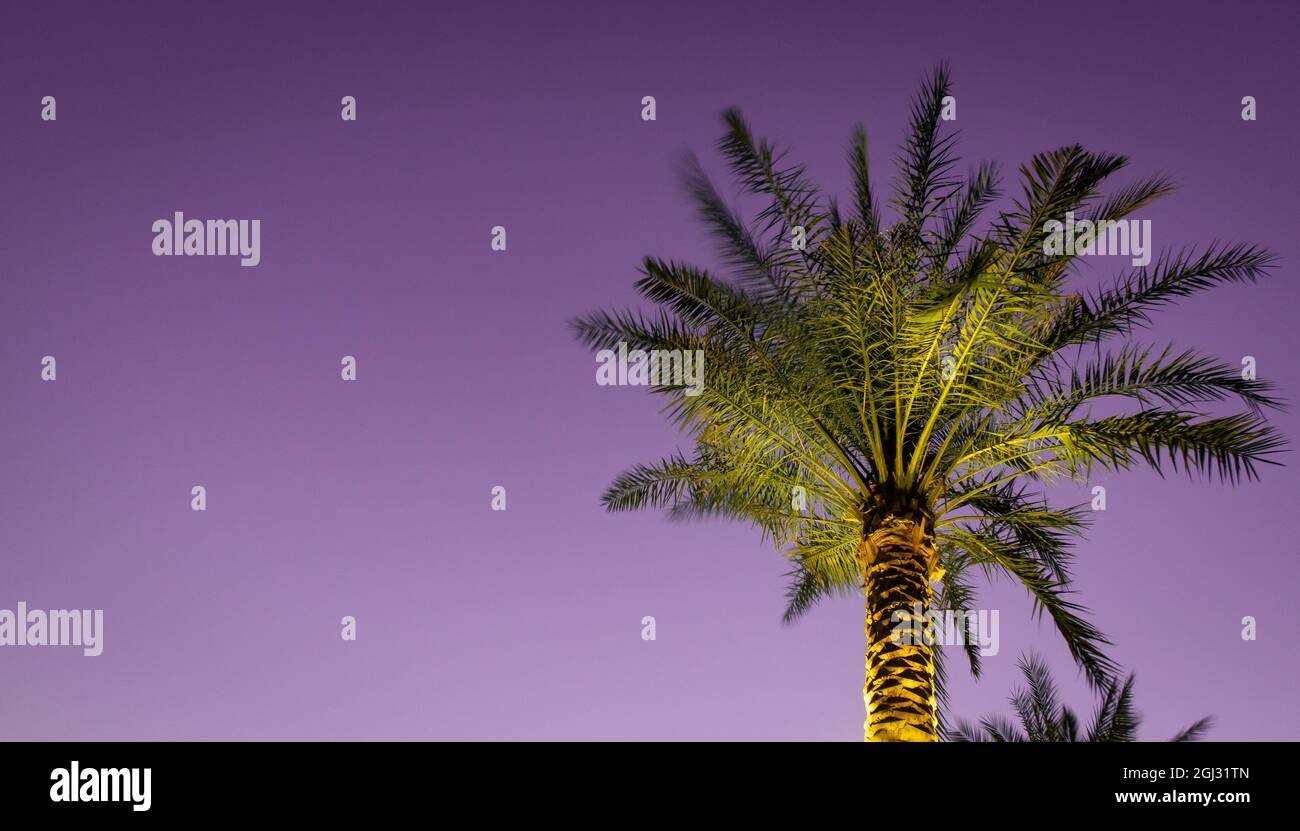 Paysage de fond avec palmiers lumineux dans un ciel violet fond dans la soirée, Dubaï, Émirats arabes Unis. Banque D'Images