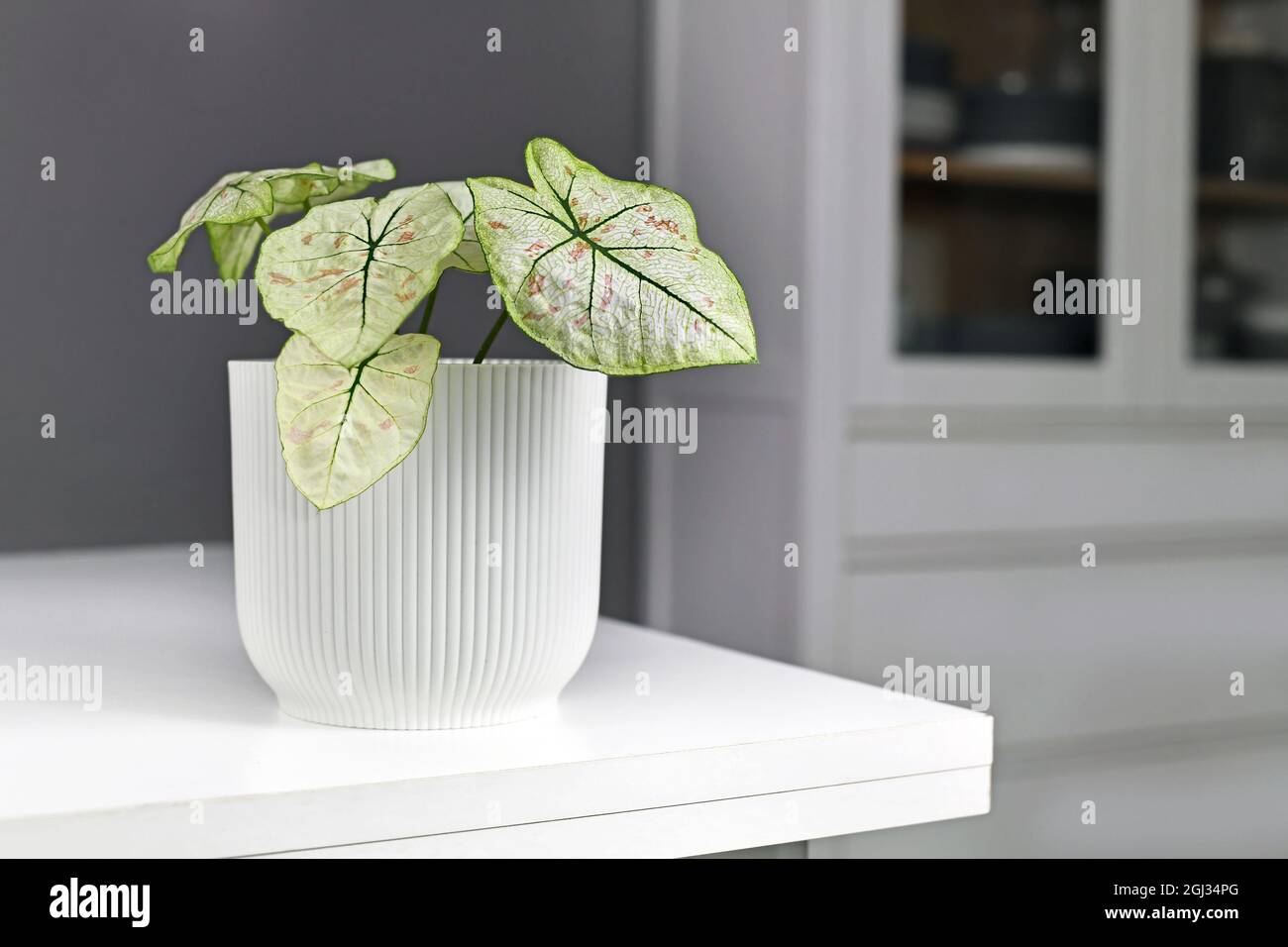 Petite maison exotique 'Caladium Bicolor Strawberry Star' avec des feuilles blanches, des veines vertes et des taches roses dans un pot de fleurs sur la table Banque D'Images