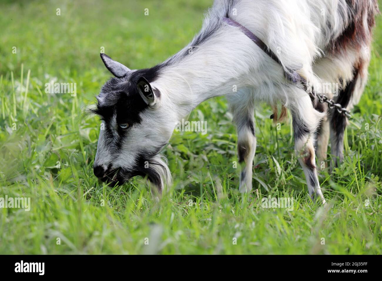 Chèvre blanc avec des taches noires mangeant de l'herbe sur un pré. Portrait de chèvre sur pâturage vert Banque D'Images
