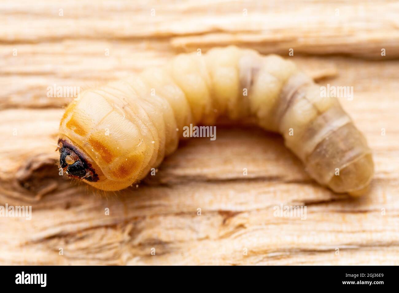 Ver du bois, écorce de bois ou couteau à bois Beetle Scolytinae parasite Insect Worm larva Maggot Plant Pest Macro Banque D'Images