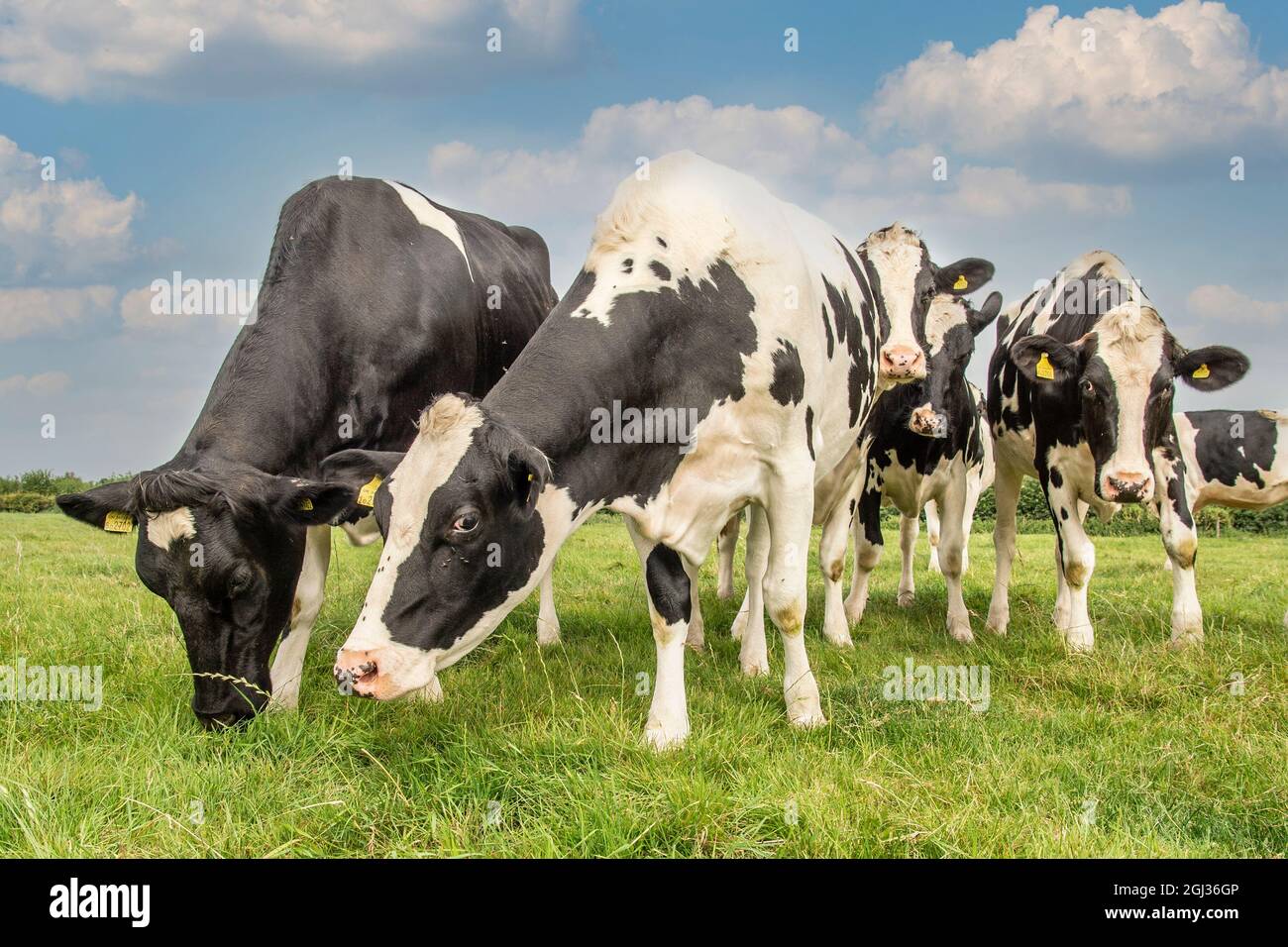 Holstein vaches laitières pâturage Banque D'Images