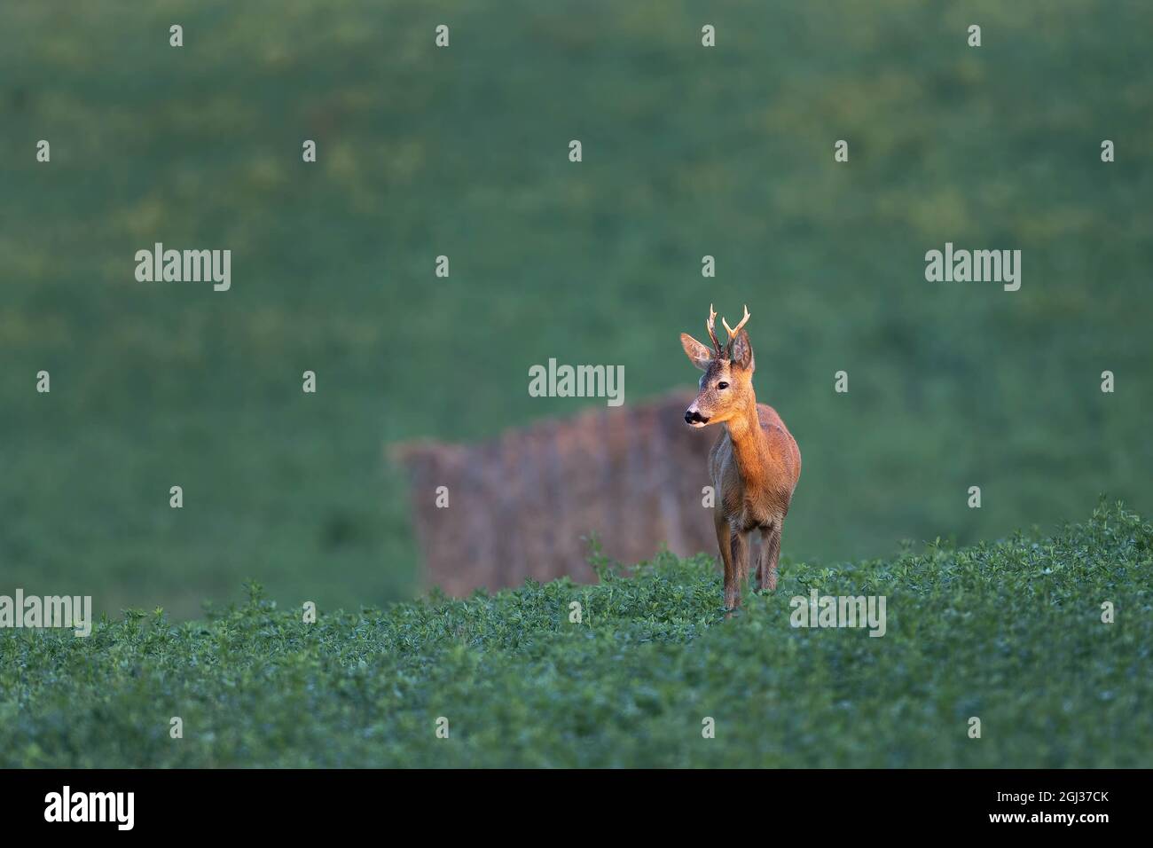 Couple de cerfs de Virginie (Capranolus capranolus) sur un pré vert Banque D'Images