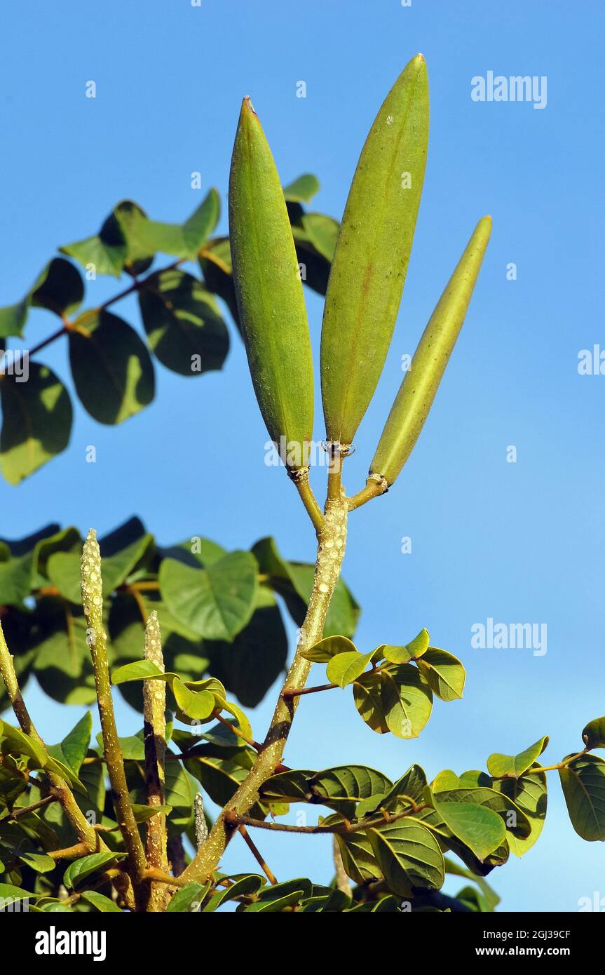 Tulipe africaine, Afrikanischer Tulpenbaum, Spathodea campanulata, afrikai tulipánfa, Afrique Banque D'Images