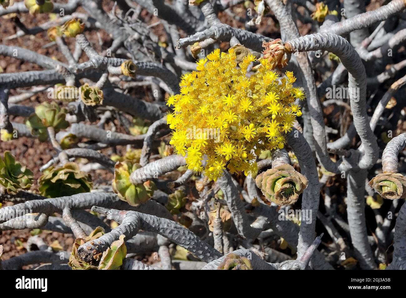 Aeonium undulatum, kövirózsa, Gran Canaria Banque D'Images