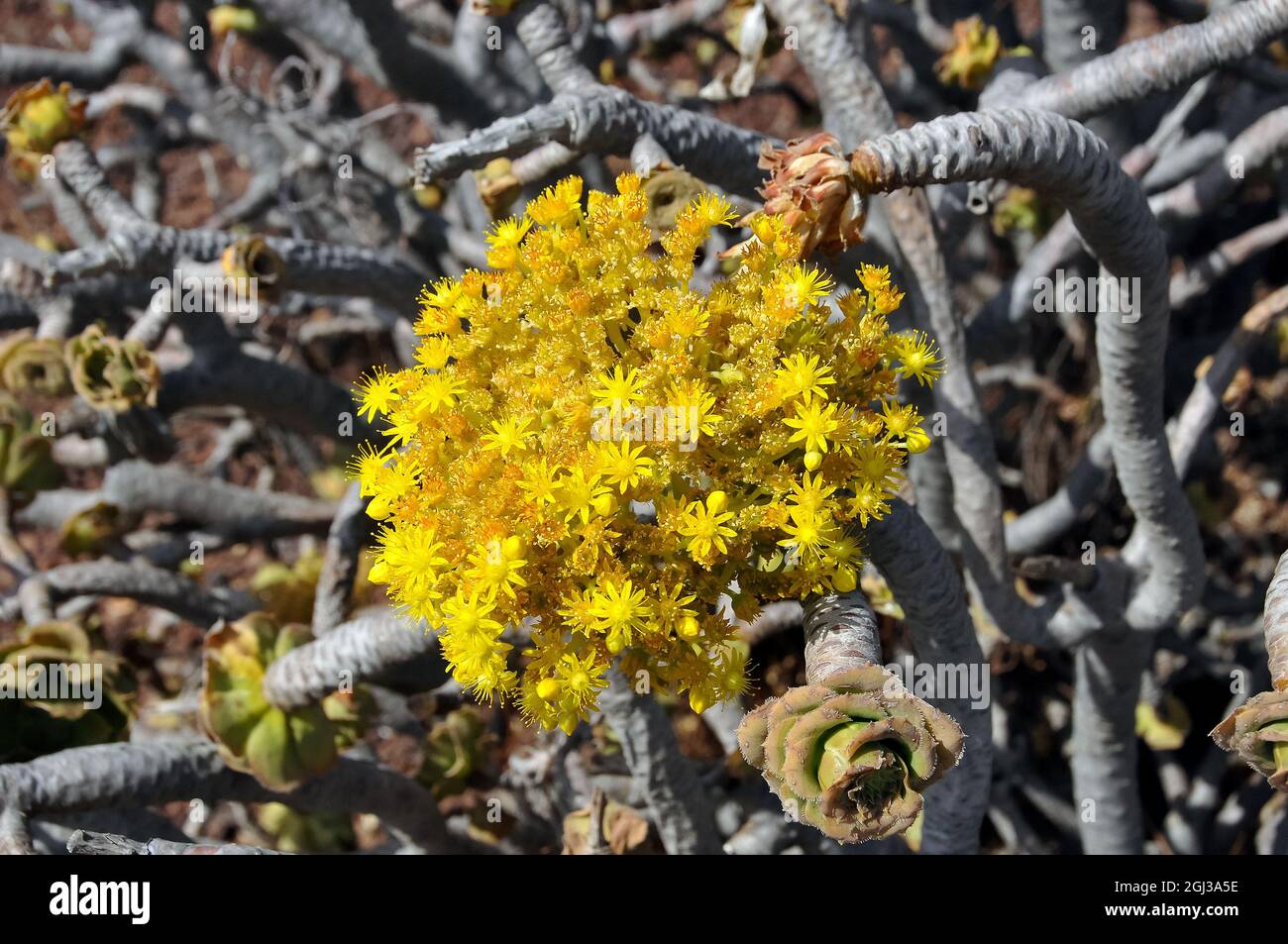 Aeonium undulatum, kövirózsa, Gran Canaria Banque D'Images