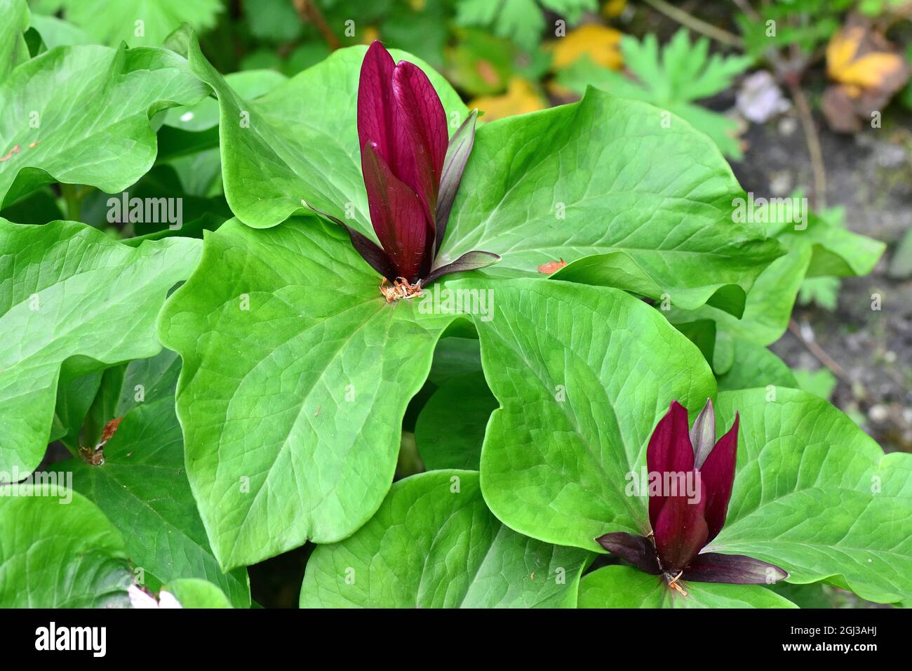 trillium géant, wakerobin géant, trillium, Trillium chloropetalum, óriás hármasszirom,Amérique Banque D'Images