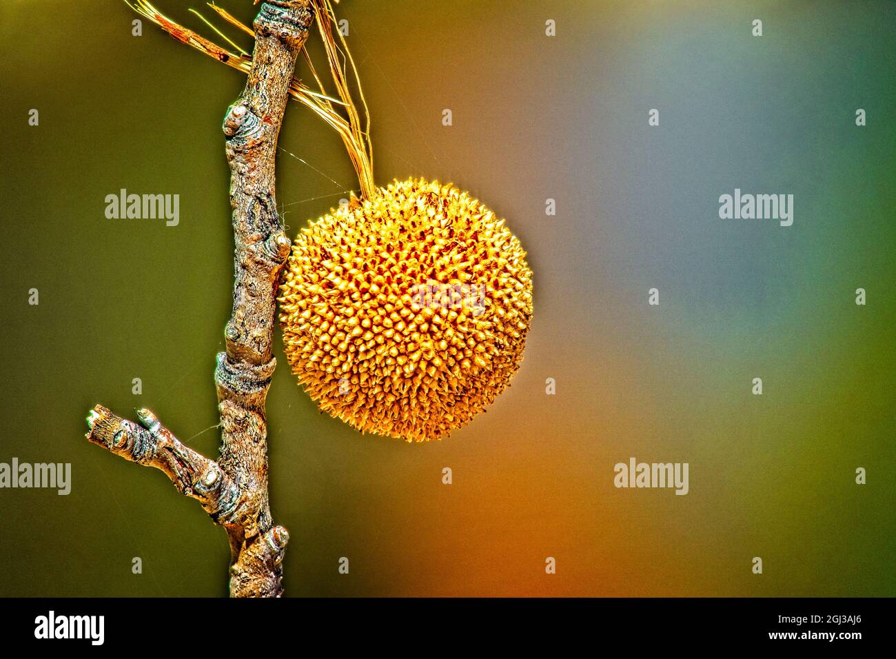 Boule de semences Sycamore - Photo en gros plan d'une grosse gousse de semences de sycamore, prise sur le terrain du Mt. Station piscicole Whitney Banque D'Images