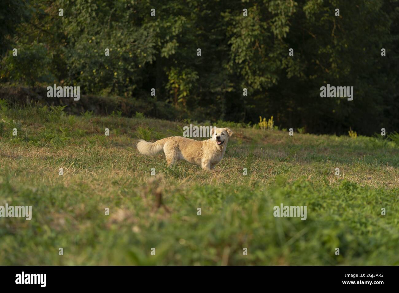Mignon chien de retriever doré avec nanisme nageant dans la rivière Banque D'Images