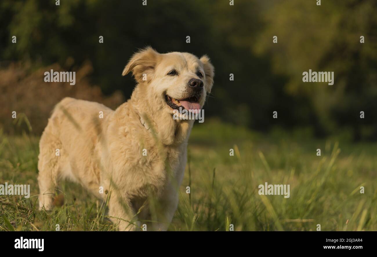 Mignon chien de retriever doré avec nanisme nageant dans la rivière Banque D'Images