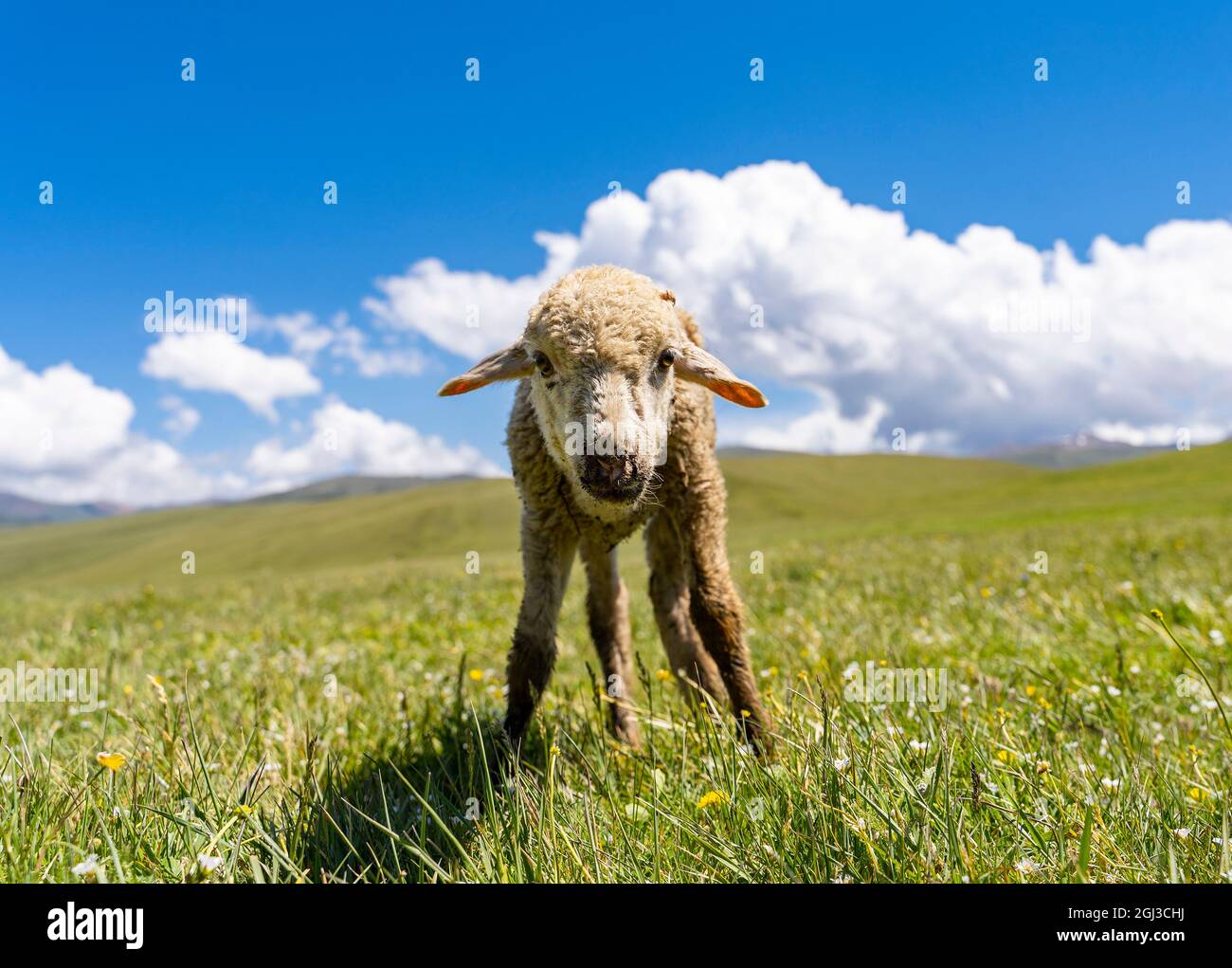 Mignon petit agneau sur un pré vert frais avec un ciel magnifique en arrière-plan. Banque D'Images