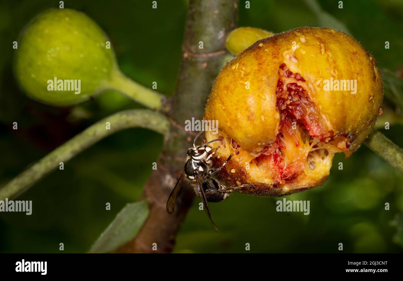 Vue macro du hornet à tête blanche (Dolichovespula maculata) se nourrissant de figues mûres (Ficus) dans le jardin du centre de la Virginie à la fin de l'été. Banque D'Images