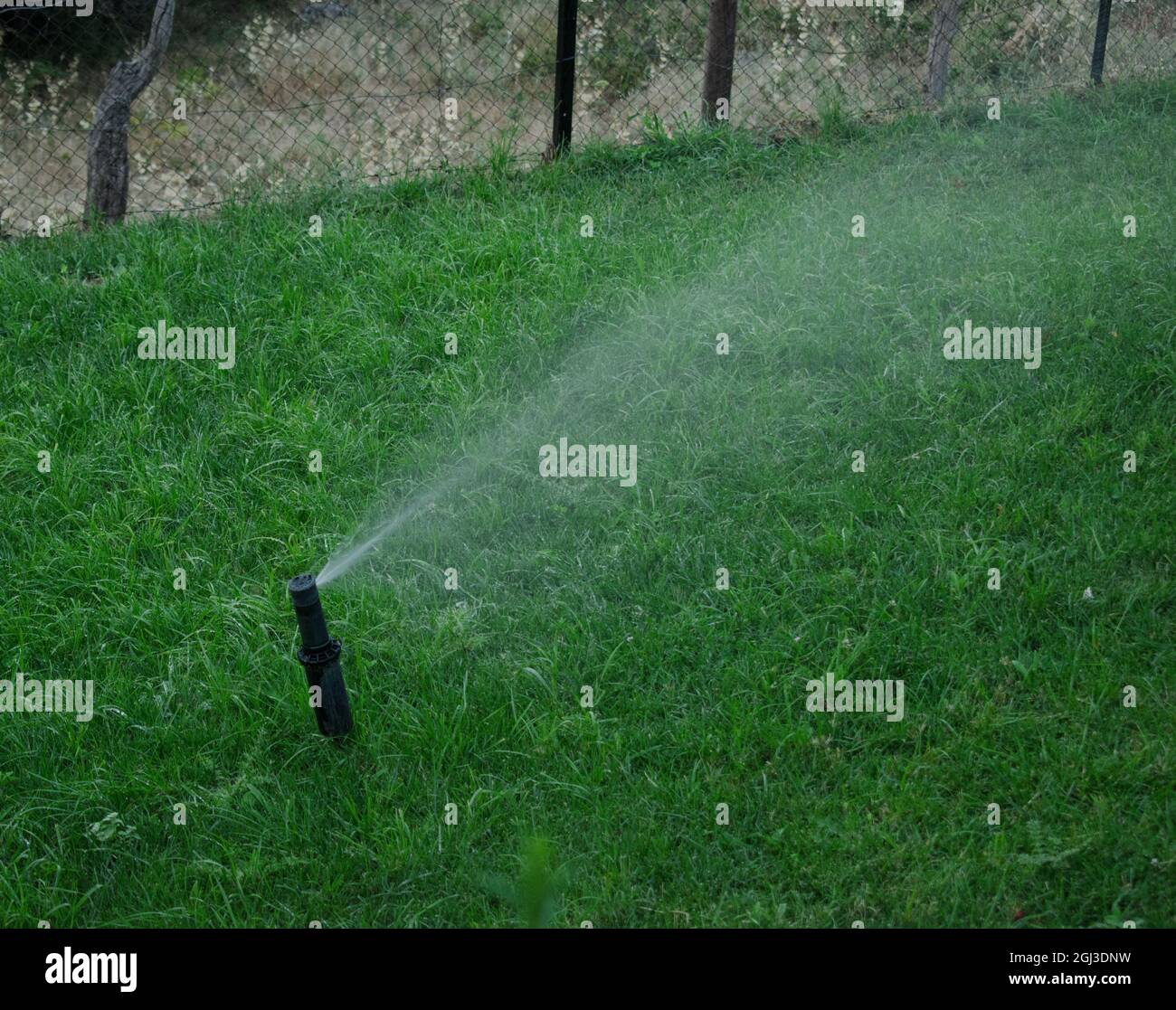 Système d'arrosage automatique arrosant la pelouse sur fond d'herbe verte de près Banque D'Images