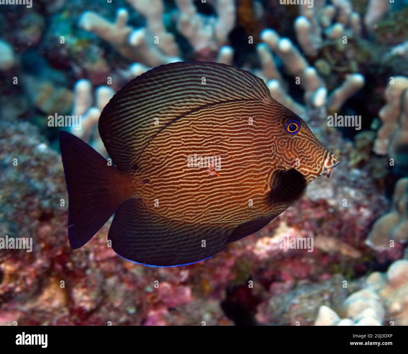 Surpoissons noirs, Acanthurus gahhm, Kona Coast, Big Island Hawaii, États-Unis, Océan Pacifique Banque D'Images