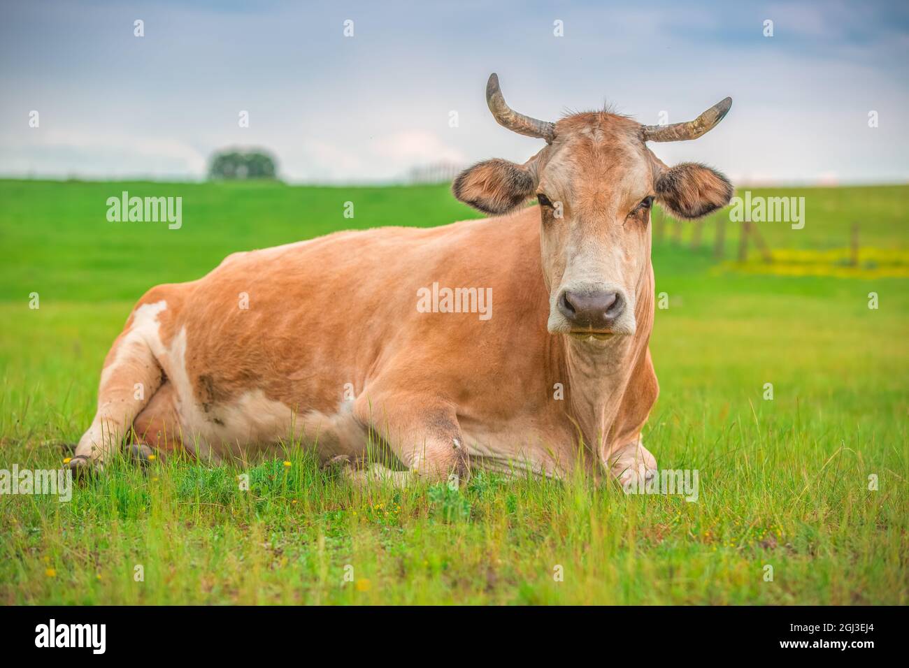 Vache dans un pré Banque D'Images