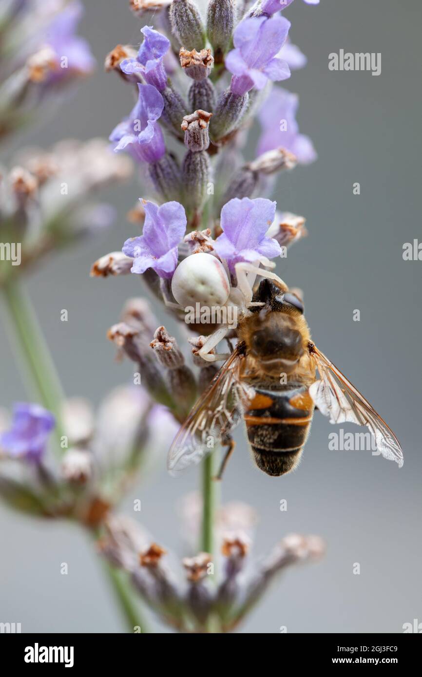 Araignée de crabe blanc, ou Synema globosum, mangeant l'abeille sur la fleur de lavande et vu de côté. Photo de haute qualité Banque D'Images