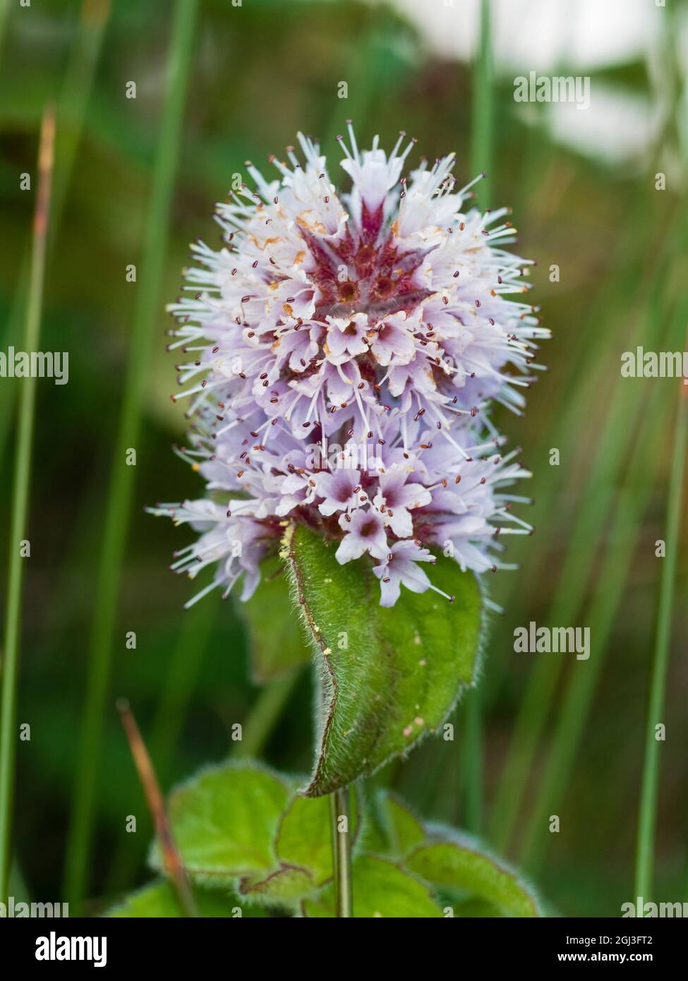 Fleurs de la plante aquatique marginale de tourbière indigène du Royaume-Uni, Mentha aquatica, menthe d'eau Banque D'Images Fleurs de la plante aquatique marginale de tourbière indigène du Royaume-Uni, Mentha aquatica, menthe d'eau Banque D'Images