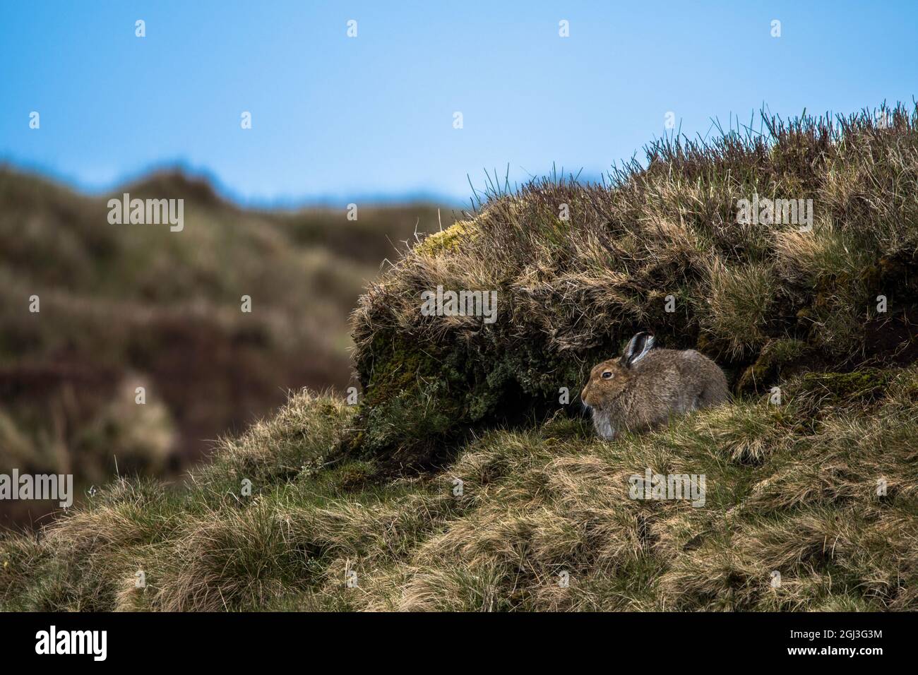 Mountain Hare dans le Peak District, Wild Hare Banque D'Images