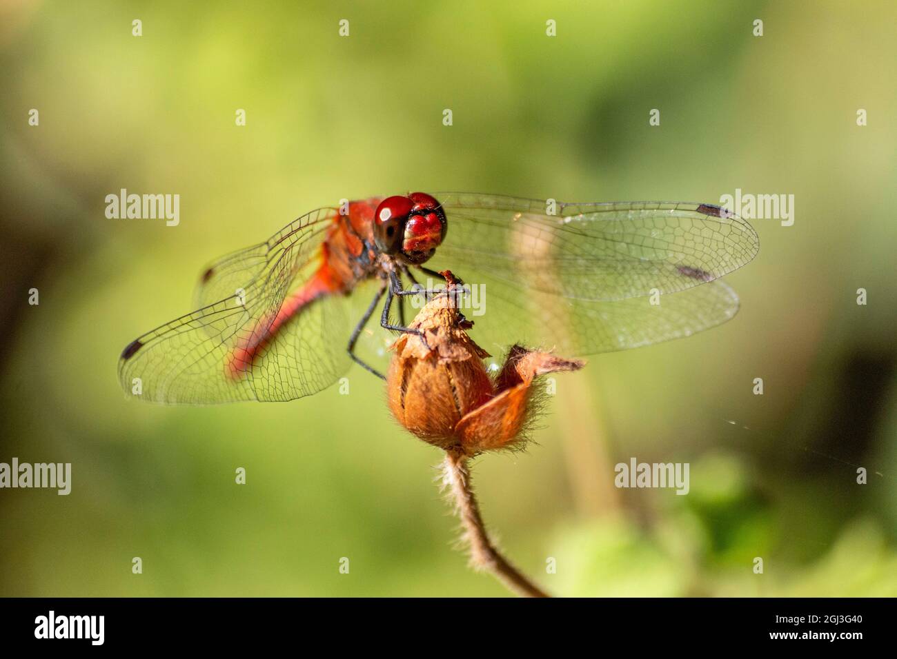 Photo macro d'une tête de libellule Banque D'Images