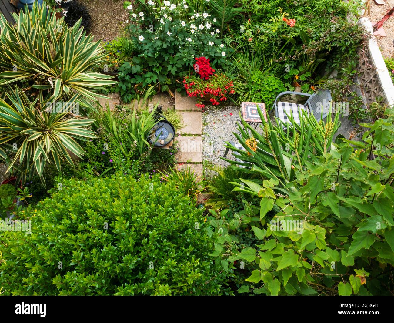 Vue en hauteur d'un petit jardin exotique à Plymouth, Devon, Royaume-Uni montrant la croissance luxuriante de la fin de l'été Banque D'Images