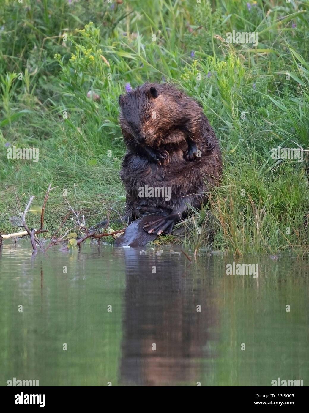 Fourrure de toilettage Beaver, assise dans une végétation verte au bord d'un étang. Ricin canadensis Banque D'Images