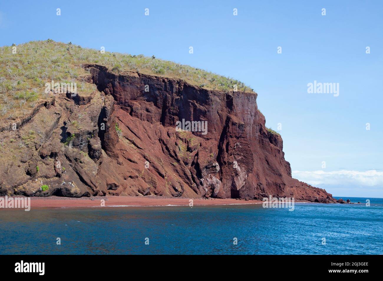 La falaise rouge de l'île de Rabida et la plage se forment à partir de la roche volcanique de lave de scoria dans les Galapagos. Les arbres en haut de la colline sont Palo Santo (Bursera graveolens) Banque D'Images