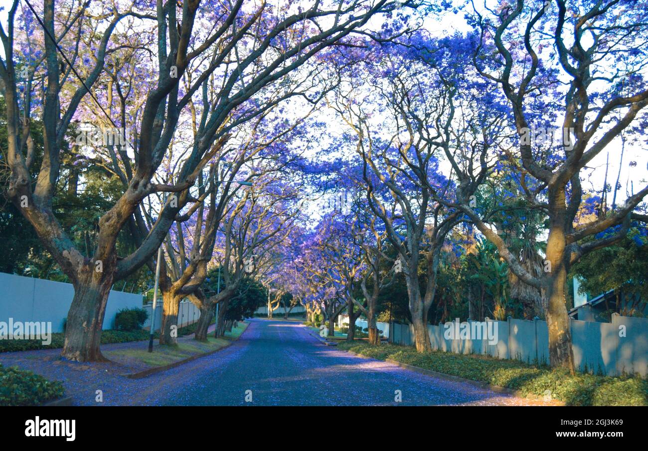 Jacaranda mimosifolia - bleu violet fleurissent dans les rues de Johannesburg pendant le printemps en octobre en Afrique du Sud Banque D'Images