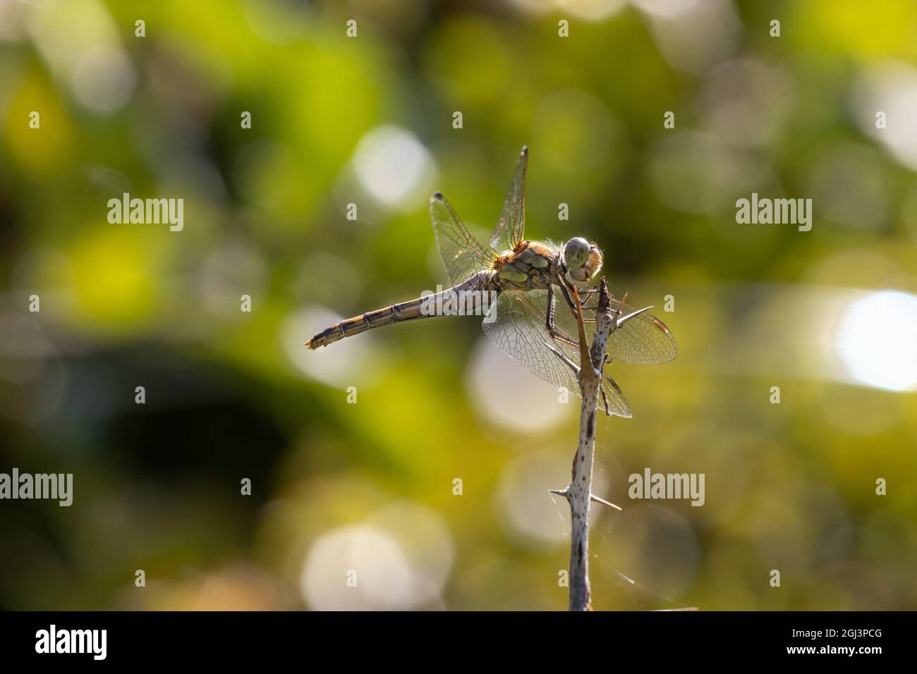 Macro d'un dragon-mouche assis avec les ailes écartez grand ouvert sur une petite branche. Vue latérale. Arrière-plan flou Banque D'Images
