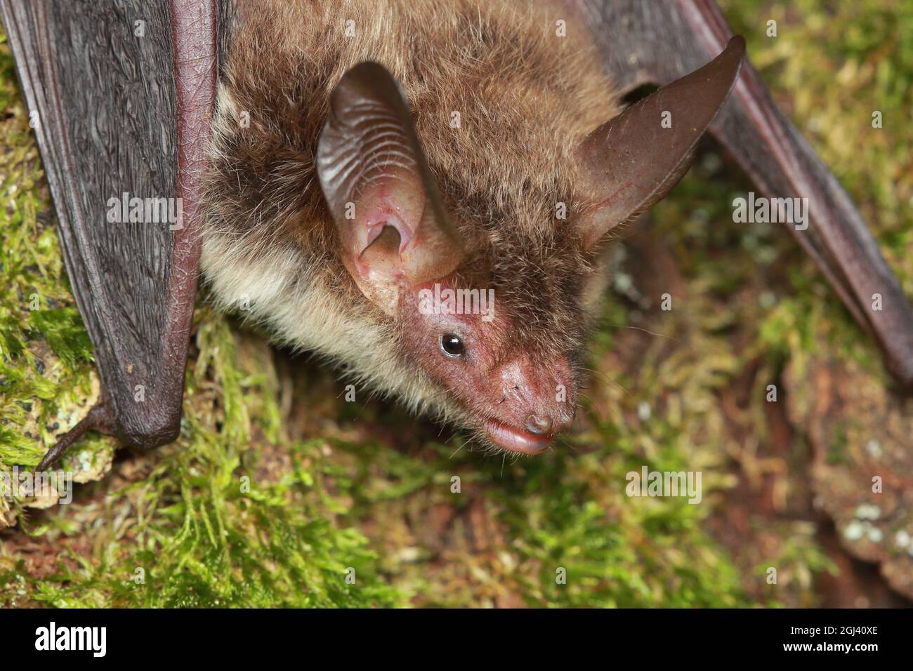 Portrait de la chauve-souris de Bechstein (Myotis bechsteinii) dans l'habitat naturel Banque D'Images