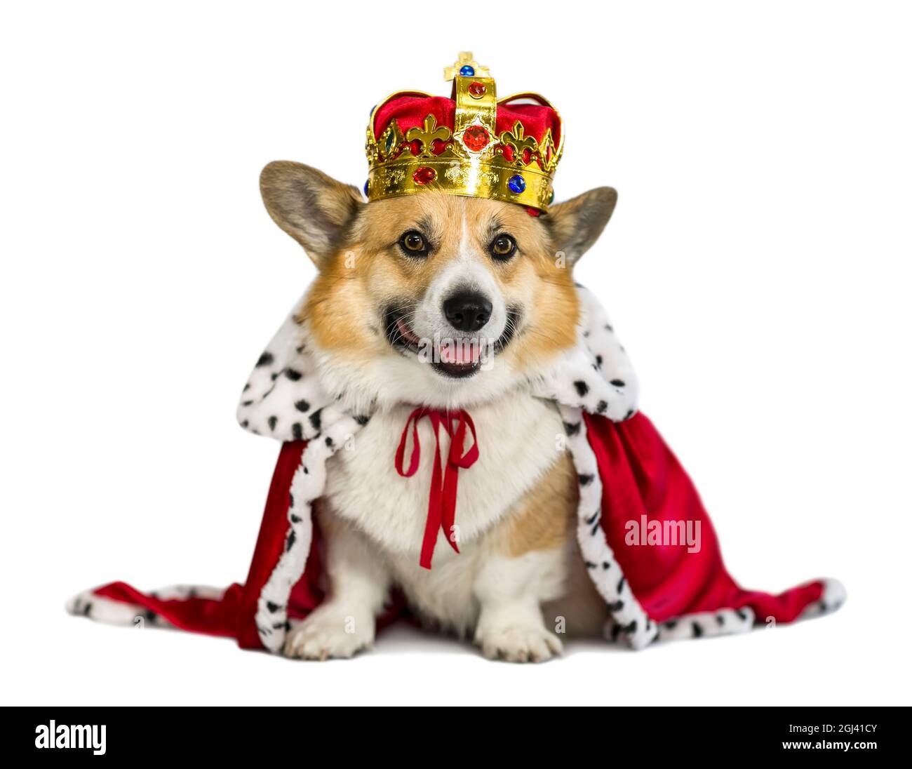 portrait d'un chien de corgi dans la robe rouge du roi et la couronne impériale dorée sur un fond blanc isolé Banque D'Images