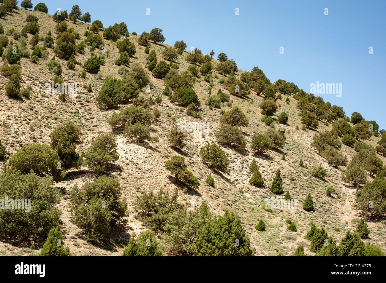 Montagnes avec quelques arbres et ciel bleu dans la province de mazandaran, Iran Banque D'Images