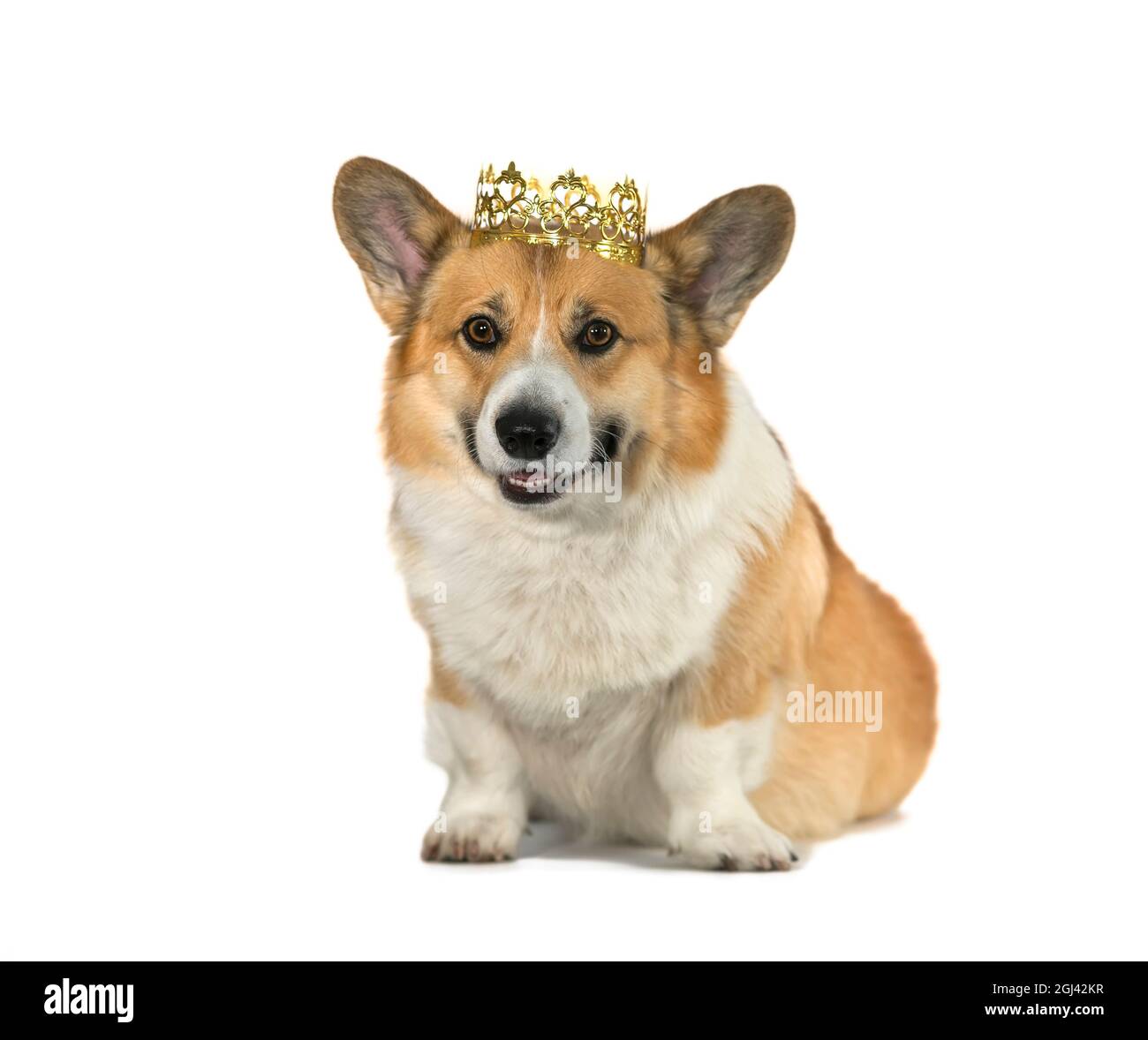 portrait mignon chien corgi assis sur fond blanc isolé dans une couronne  dorée et souriant Photo Stock - Alamy