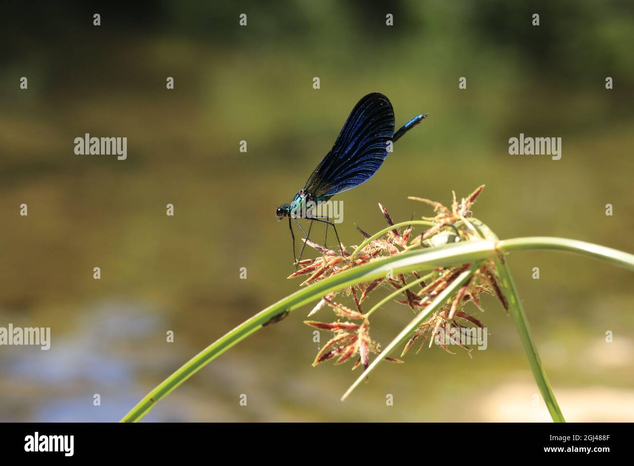 Une mouche bleue mangeant un insecte qu'elle a chassé. Banque D'Images