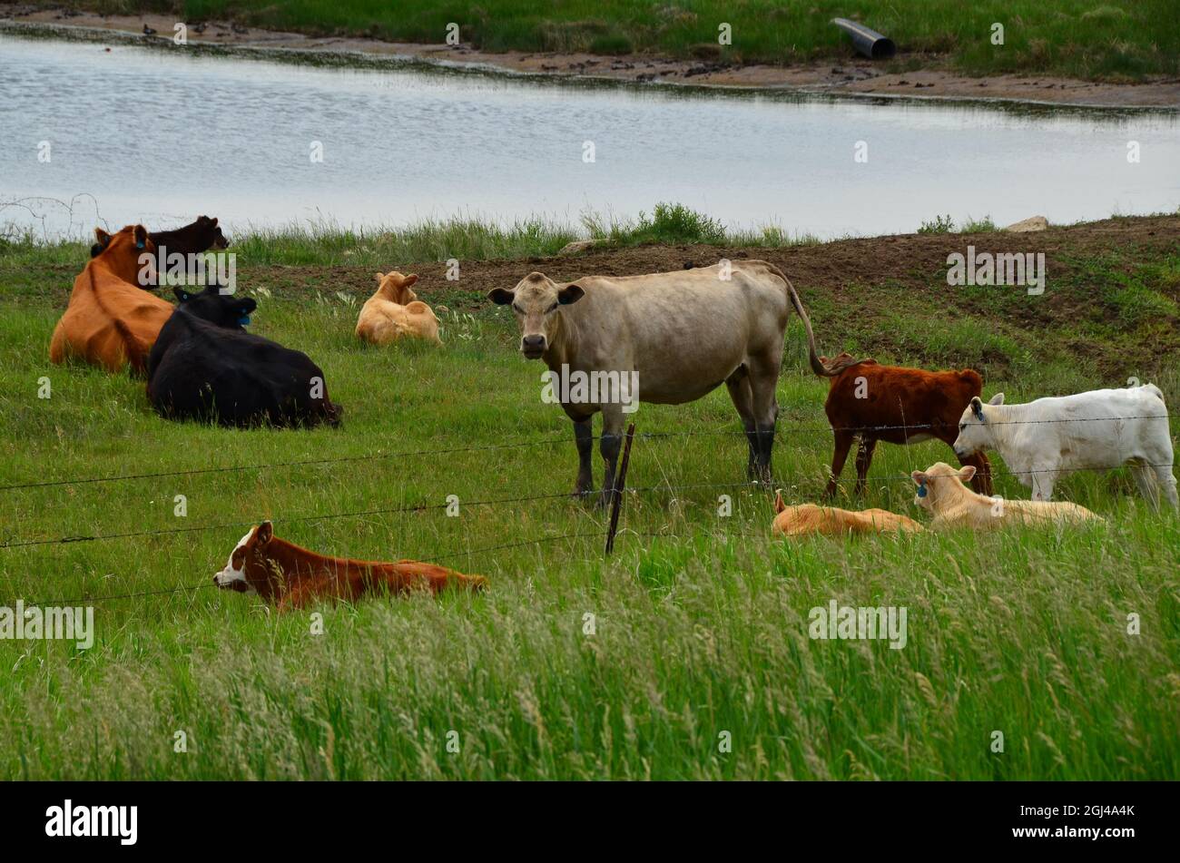 Les bovins de boucherie se déplacent dans les pâturages du Dakota du Nord. Banque D'Images