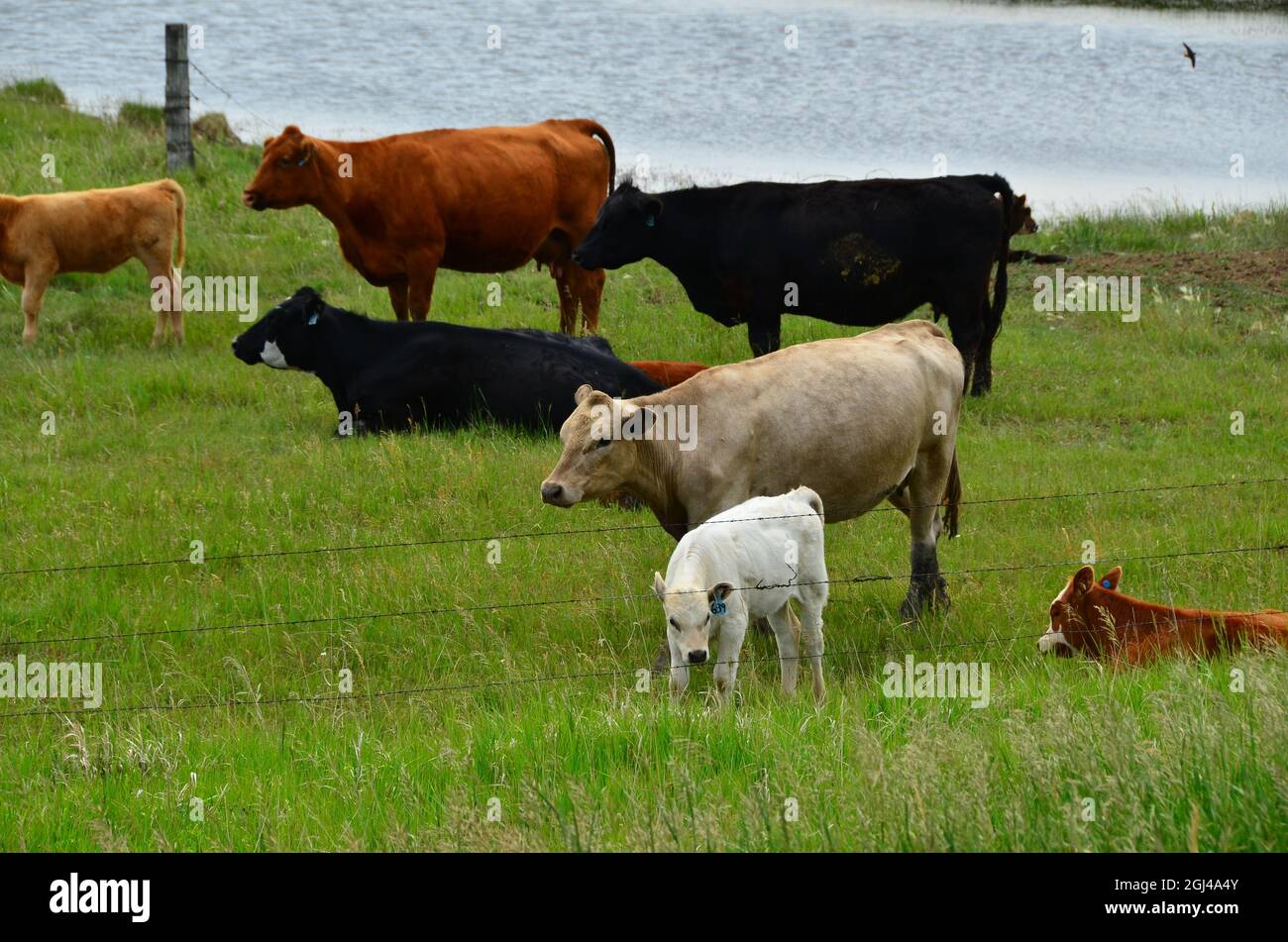 Les bovins de boucherie se déplacent dans les pâturages du Dakota du Nord. Banque D'Images