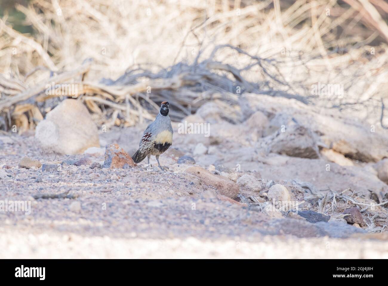 Gros plan de l'adorable oiseau Quail au Nevada Banque D'Images