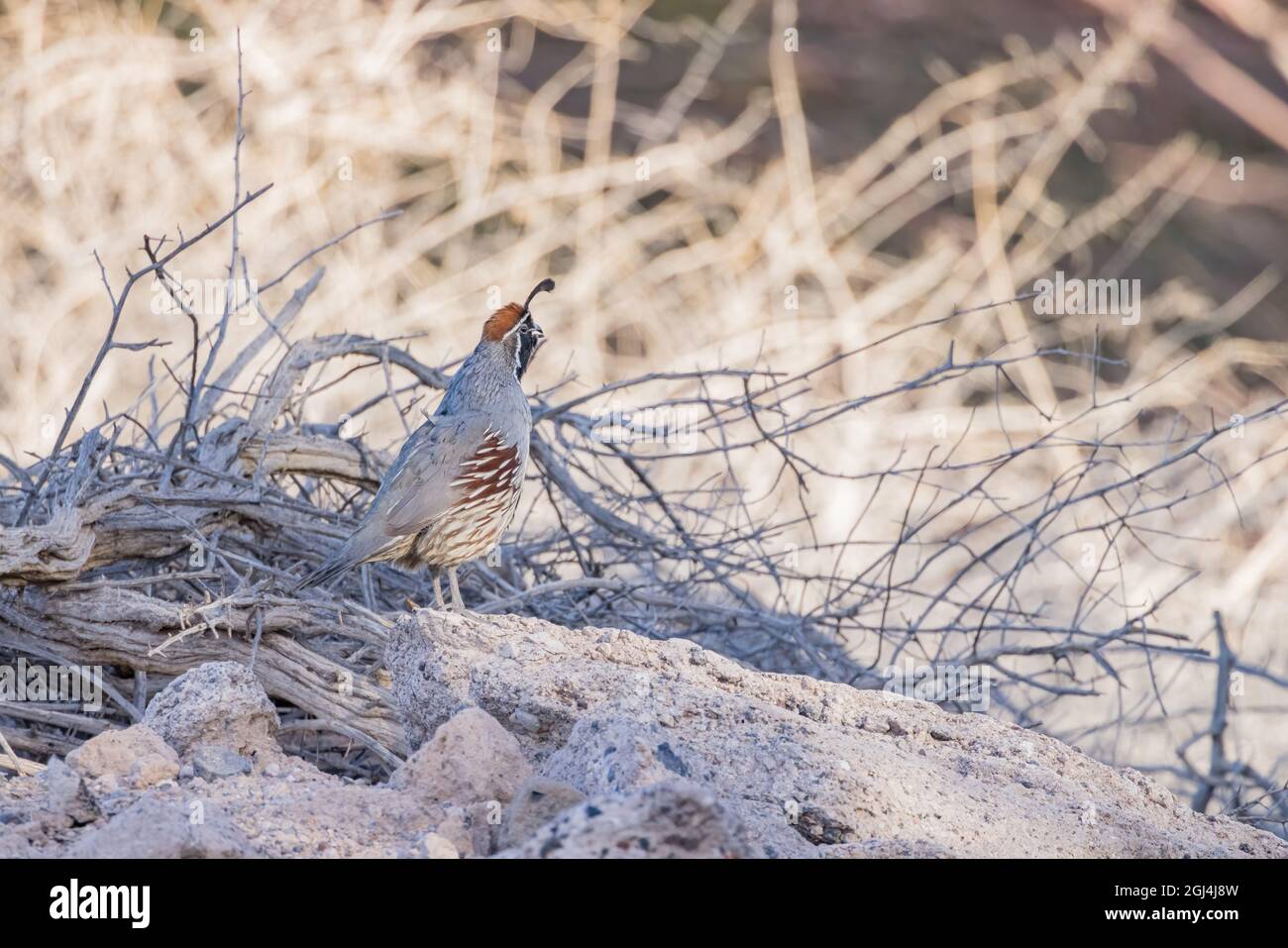 Gros plan de l'adorable oiseau Quail au Nevada Banque D'Images