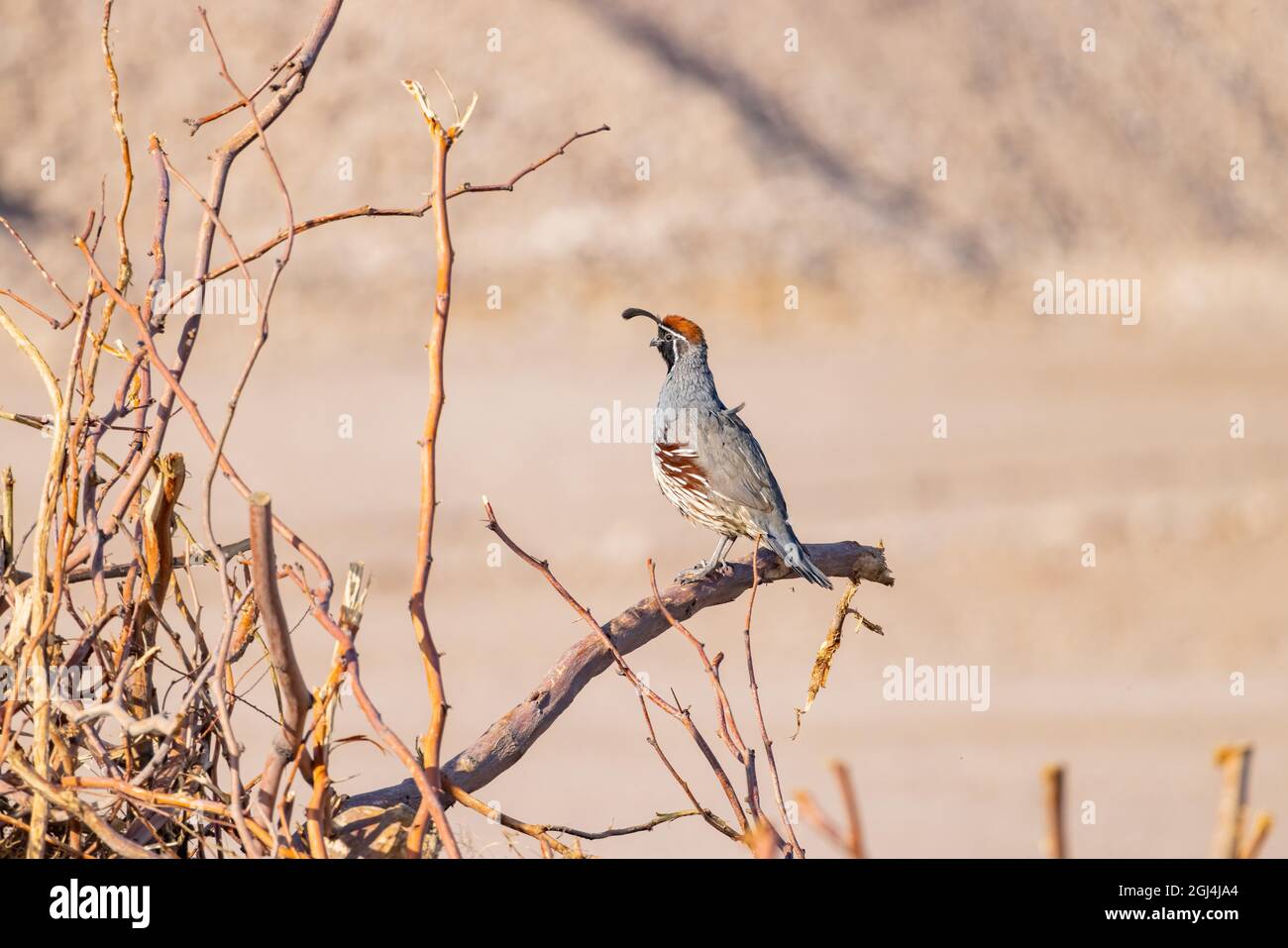 Gros plan de l'adorable oiseau Quail au Nevada Banque D'Images