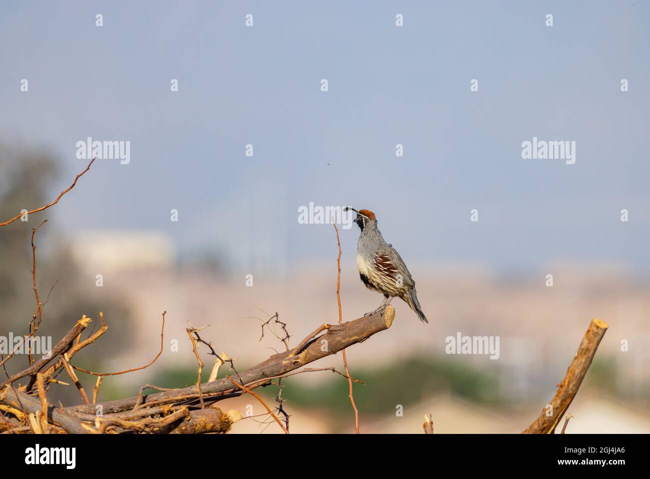 Gros plan de l'adorable oiseau Quail au Nevada Banque D'Images
