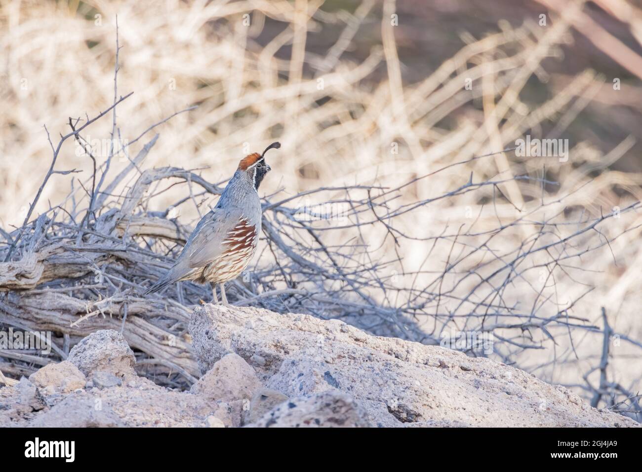 Gros plan de l'adorable oiseau Quail au Nevada Banque D'Images