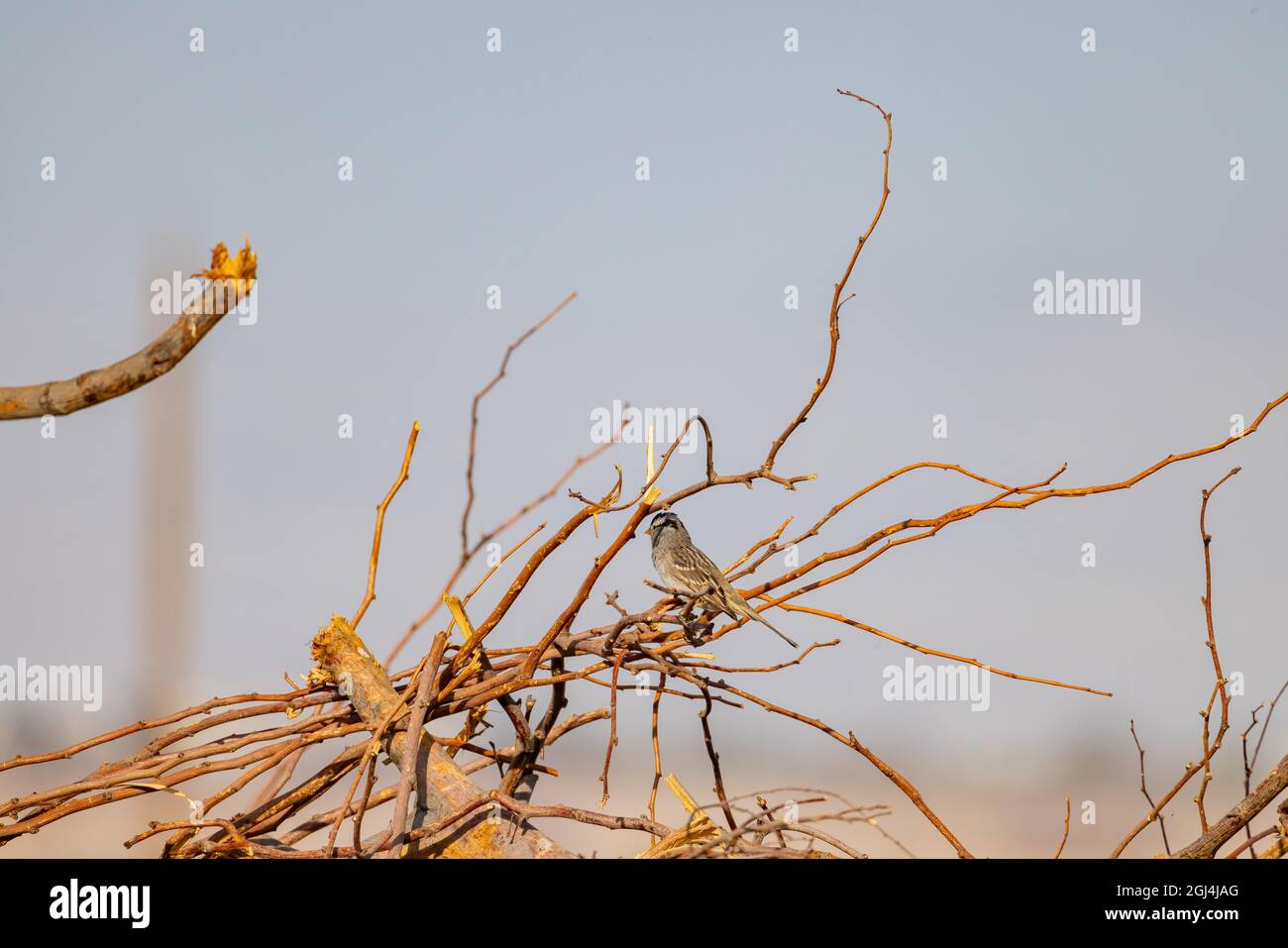 Gros plan de l'adorable oiseau Quail au Nevada Banque D'Images