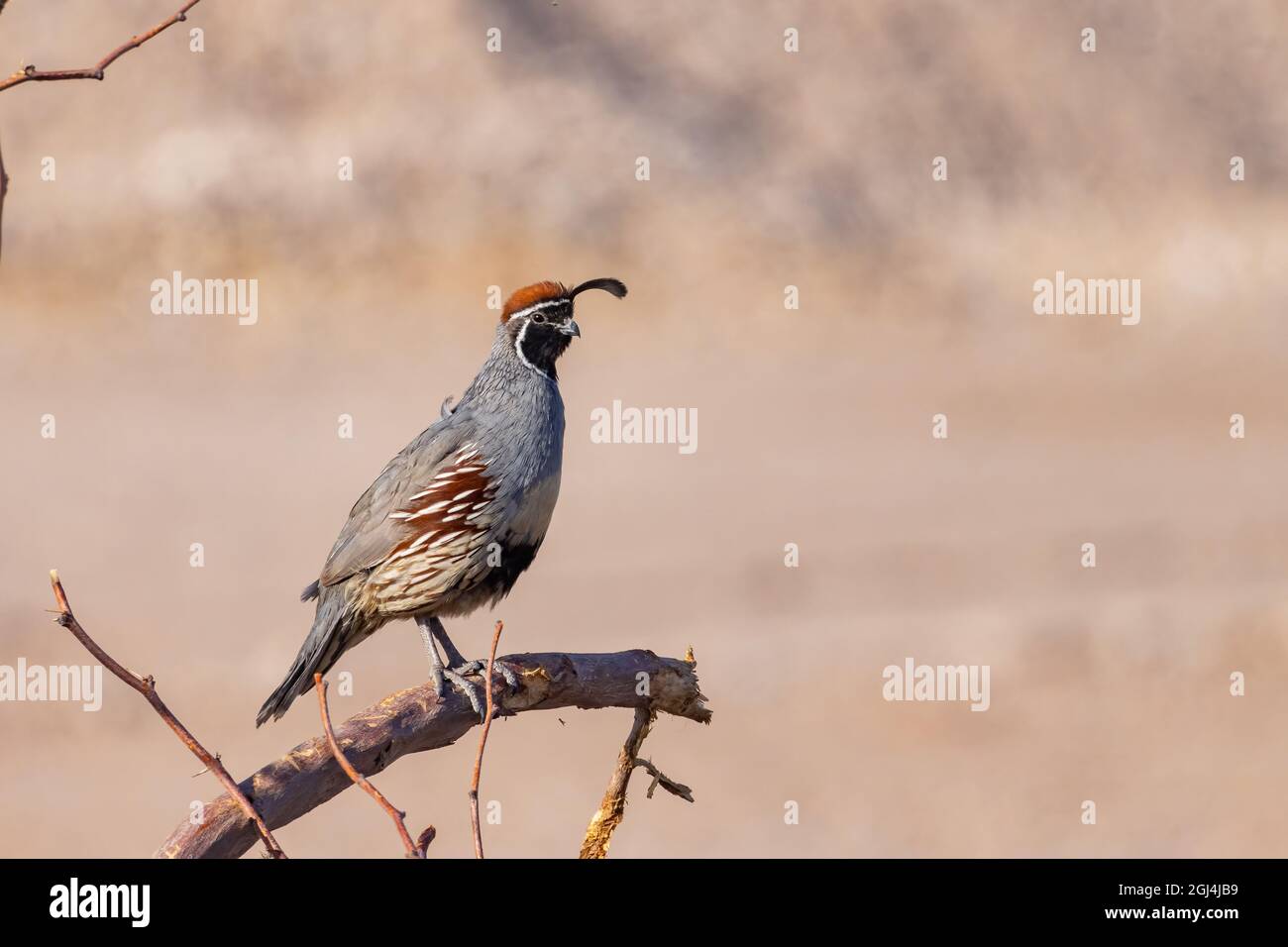 Gros plan de l'adorable oiseau Quail au Nevada Banque D'Images